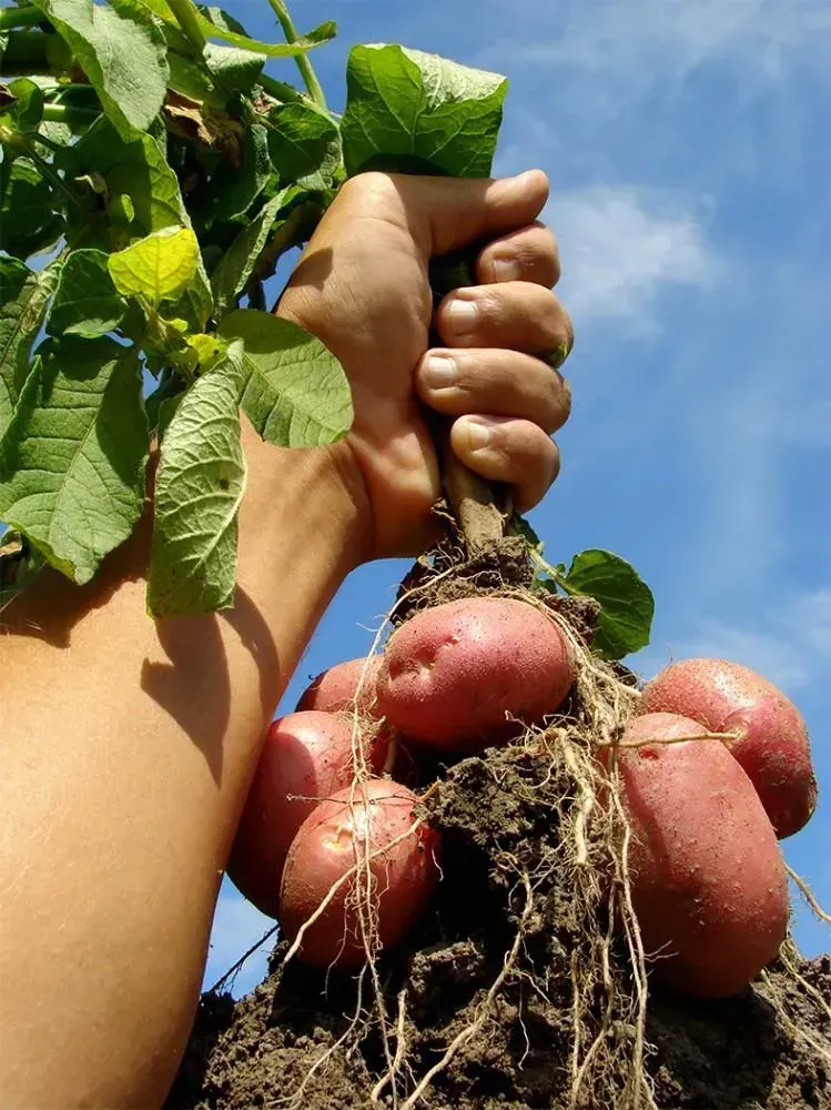 Ontwikkeling van duurzame en klimaatbestendige robuuste aardappelrassen door betere beworteling