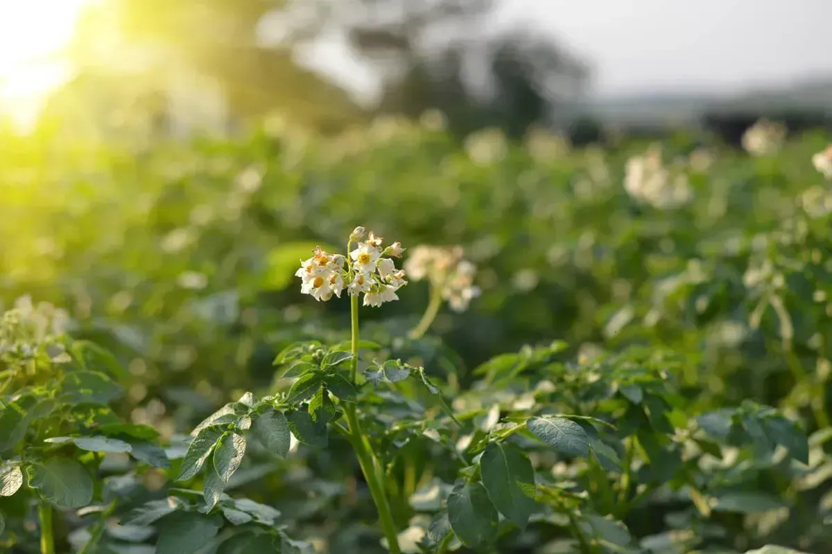 Bioketen wil volledig robuuste aardappel in 2020